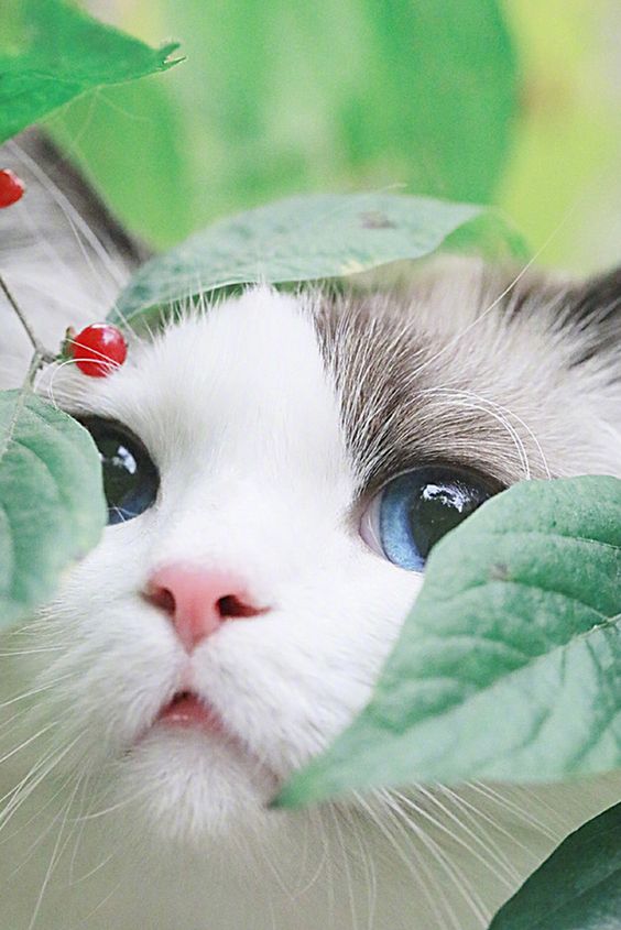 Hình Nền Mèo Cute Dễ Thương Đẹp Nhất Cho Điện Thoại